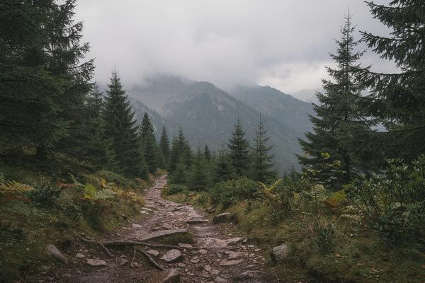 Carpathian mountain trail with misty peaks
